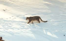 The Snow Leopard Expedition