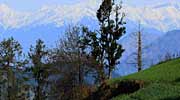 Garlic fields as viewed, in April, from Banjara Sojha